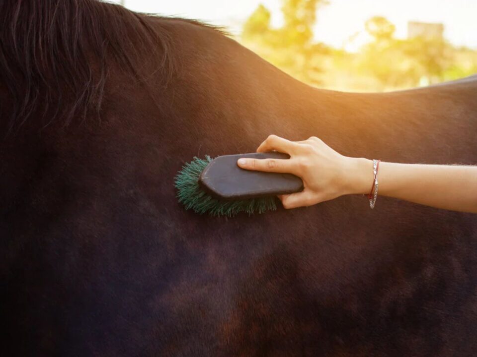 how-are-horses-affected-by-coat-change