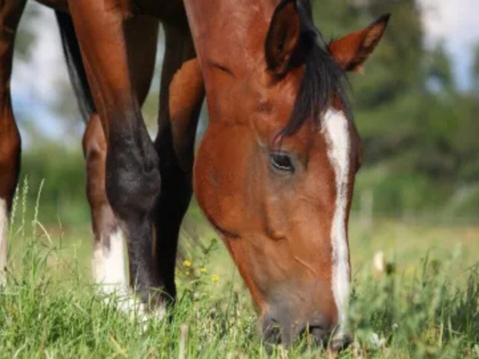 is-giving-your-horse-a-complete-rest-a-good-idea