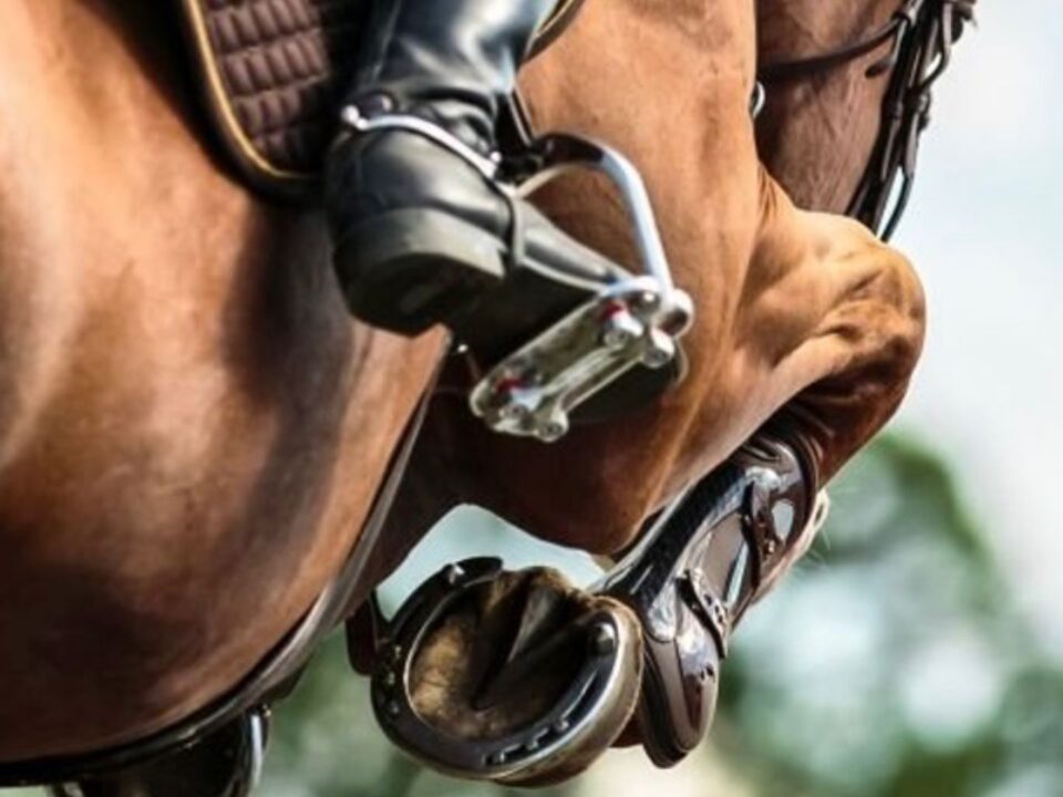 talent-vs-heart-what-really-makes-a-great-competition-horse