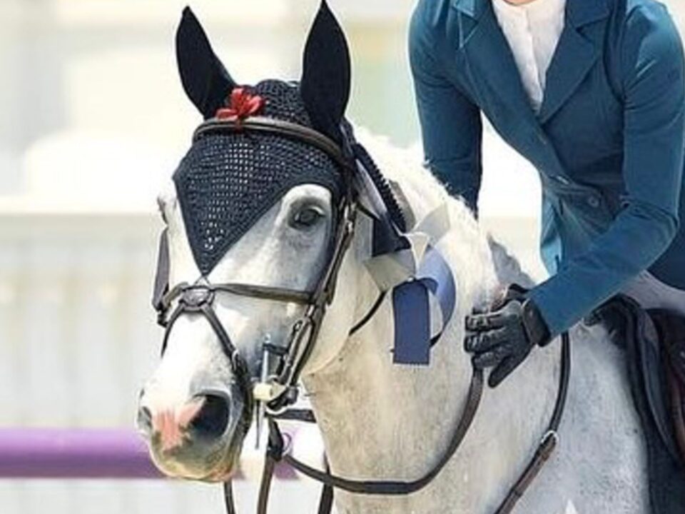 why-its-so-hard-to-find-the-right-competition-horse