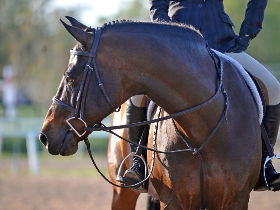 The Hidden Cost of Early Succes in Young Showjumpers