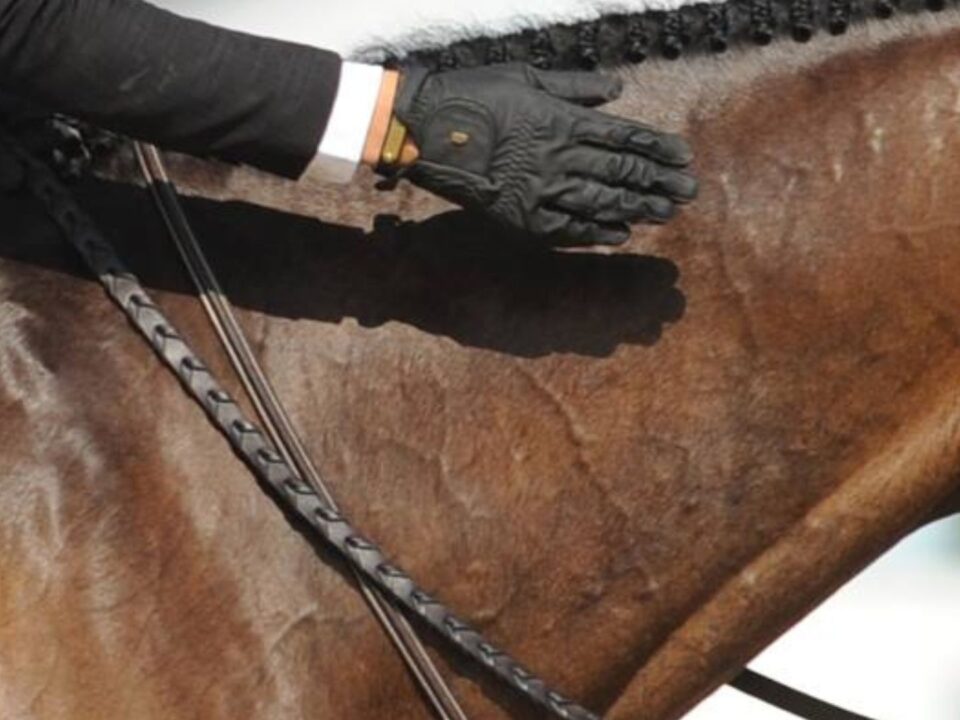 Why Rewarding Every Effort Your Horse Makes Transforms Training