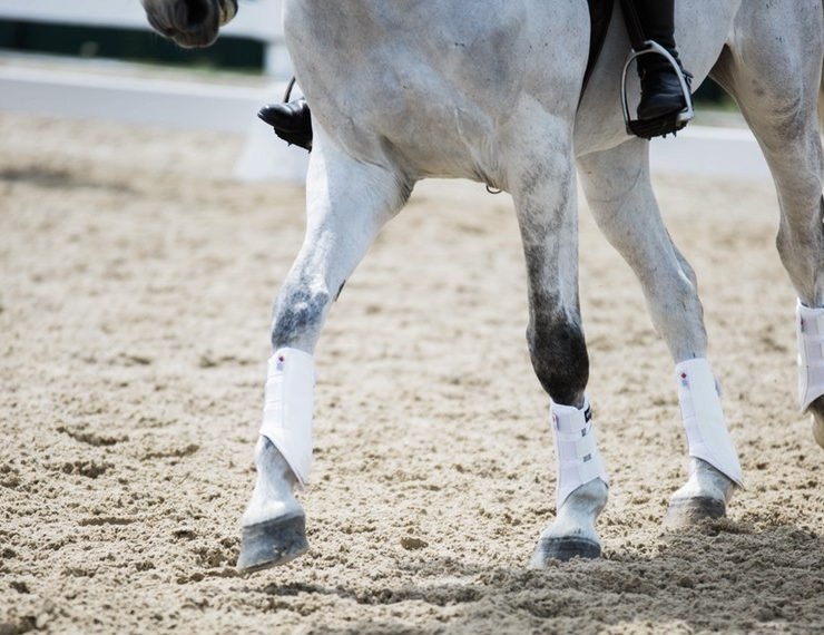 Horse legs in motion with protective boots
